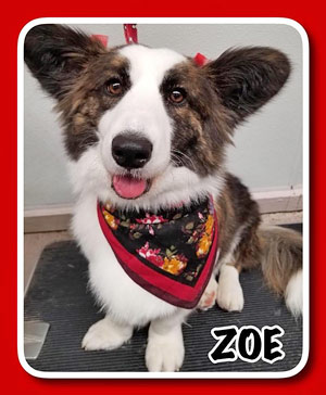 The Pet Grooming Studio LLC | Dog & Cat Grooming in Burlington County NJ