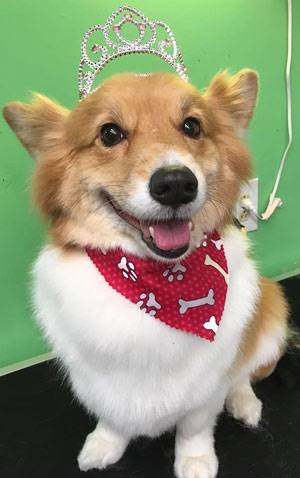 The Pet Grooming Studio LLC | Dog & Cat Grooming in Burlington County NJ