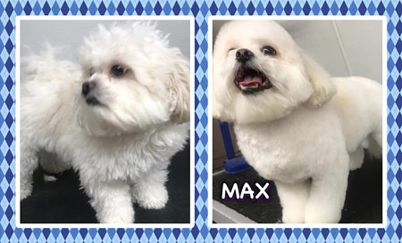 Mt. Laurel NJ Pet Grooming