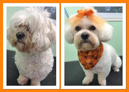The Pet Grooming Studio LLC | Dog & Cat Grooming in Burlington County NJ