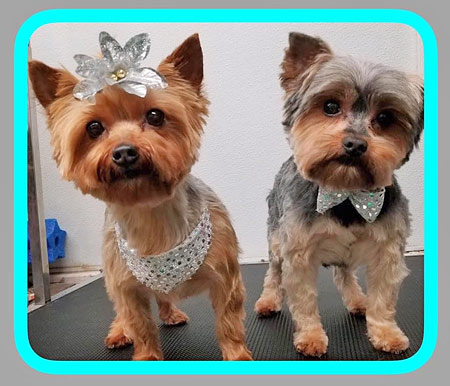 Mt. Laurel NJ Dog Grooming