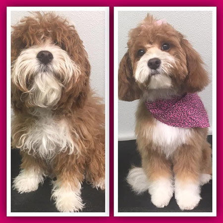 Dog Grooming 08054