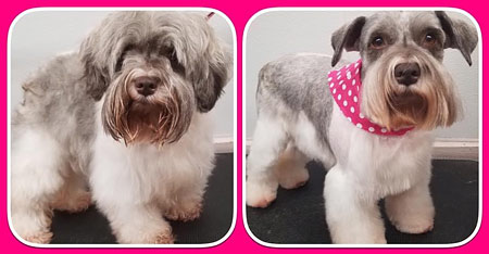 The Pet Grooming Studio LLC | Dog & Cat Grooming in Burlington County NJ