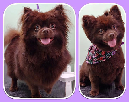 Pet Grooming Mt. Laurel NJ