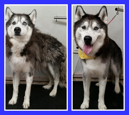 The Pet Grooming Studio LLC | Dog & Cat Grooming in Burlington County NJ
