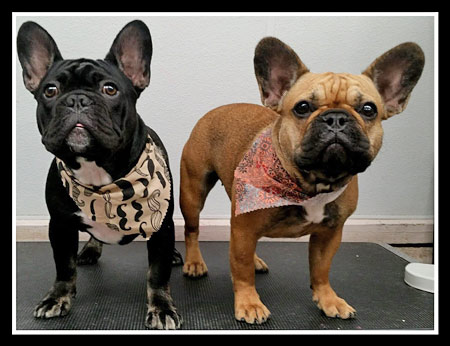 The Pet Grooming Studio LLC | Dog & Cat Grooming in Burlington County NJ
