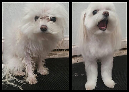 Dog Grooming in Mt. Laurel NJ 08054