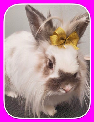 The Pet Grooming Studio LLC | Dog & Cat Grooming in Burlington County NJ