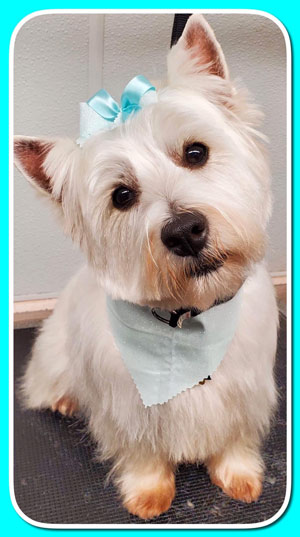 The Pet Grooming Studio LLC | Dog & Cat Grooming in Burlington County NJ