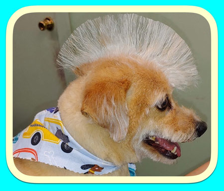 The Pet Grooming Studio LLC | Dog & Cat Grooming in Burlington County NJ