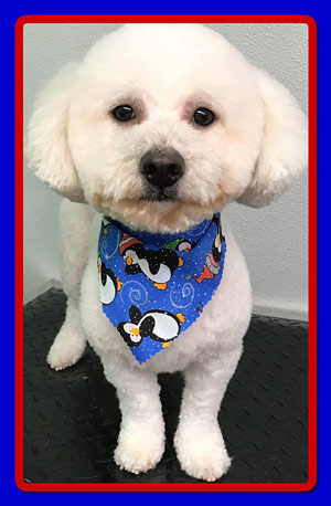 Mt. Laurel NJ Dog Grooming