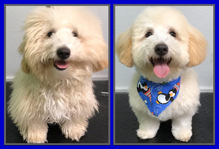 Dog Grooming 08054