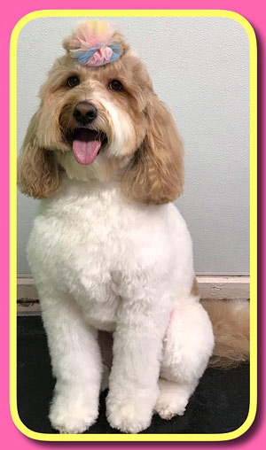 The Pet Grooming Studio LLC | Dog & Cat Grooming in Burlington County NJ