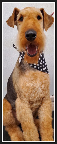 The Pet Grooming Studio LLC | Dog & Cat Grooming in Burlington County NJ